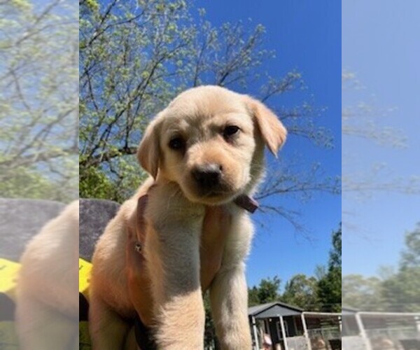 Medium Photo #1 Labrador Retriever Puppy For Sale in MAYSVILLE, GA, USA