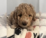 Small Photo #14 Goldendoodle (Miniature) Puppy For Sale in LOVES PARK, IL, USA