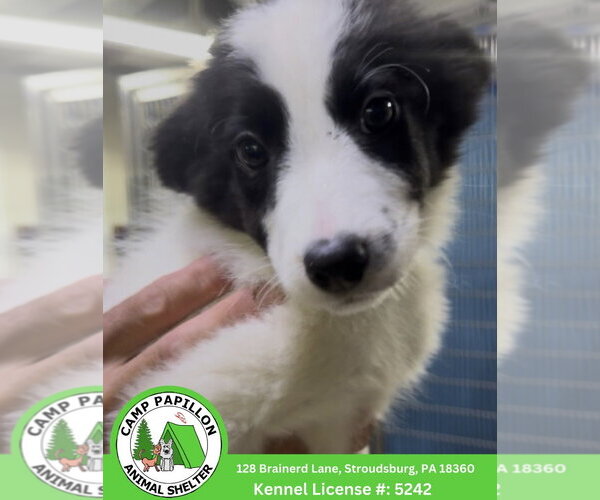 Medium Photo #1 Border Collie Puppy For Sale in Stroudsburg, PA, USA