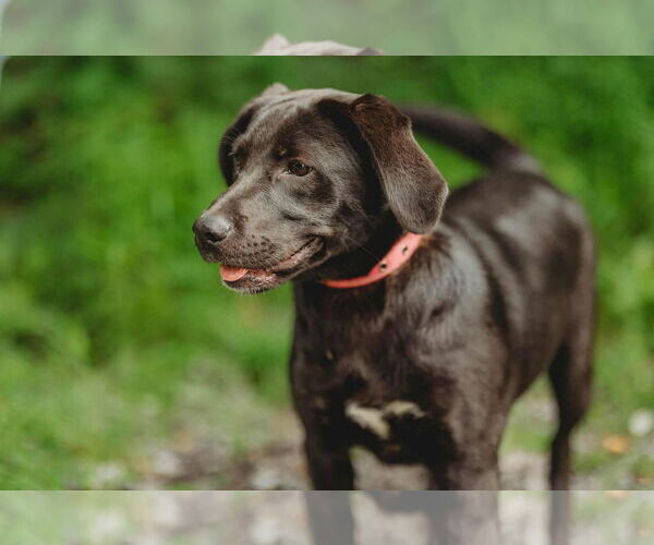 Medium Photo #3 Labrador Retriever-Unknown Mix Puppy For Sale in Lewistown, PA, USA
