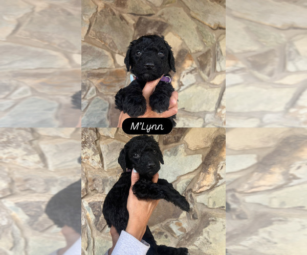 Medium Photo #1 Goldendoodle Puppy For Sale in SEAGROVE, NC, USA
