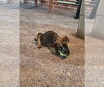 Small #1 Mutt