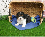 Small #4 Cavalier King Charles Spaniel