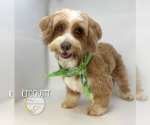 Havanese Dogs for adoption in Benton, LA, USA