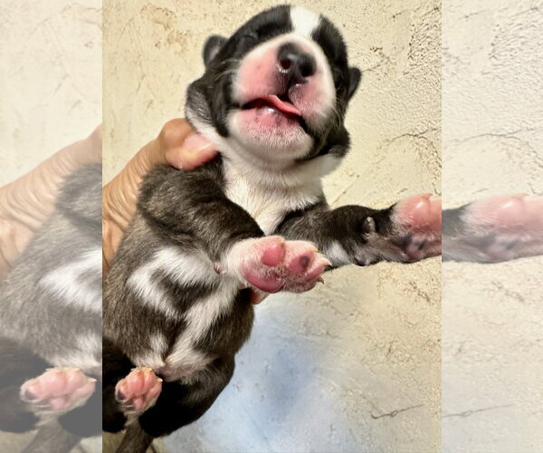 Medium Photo #10 Labrador Retriever-Unknown Mix Puppy For Sale in San Diego, CA, USA