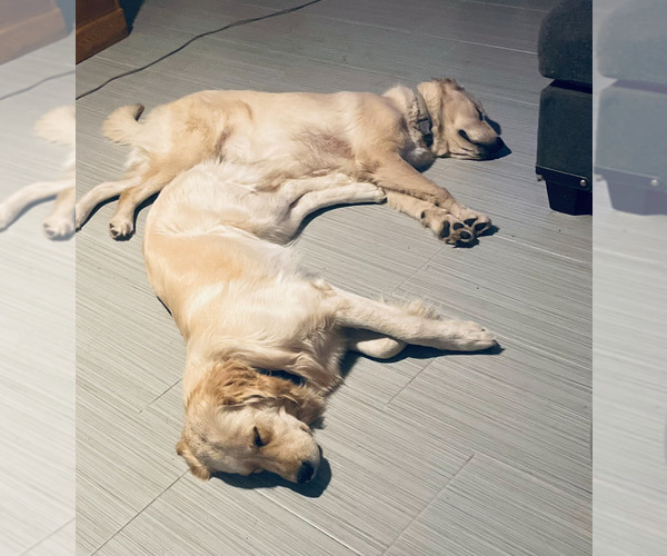 Medium Photo #7 English Cream Golden Retriever Puppy For Sale in YUMA, AZ, USA