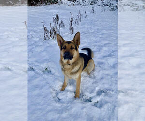 German Shepherd Dog Dogs for adoption in Bellingham, WA, USA