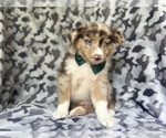 Small #6 Miniature Australian Shepherd
