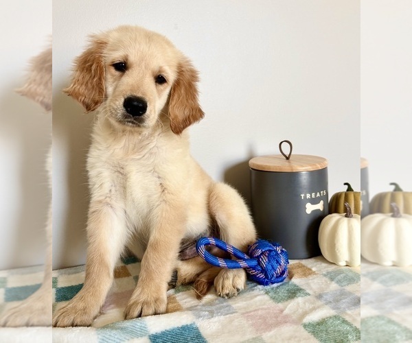 Medium Photo #2 Golden Retriever Puppy For Sale in INDIANAPOLIS, IN, USA