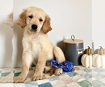 Small #1 Golden Retriever