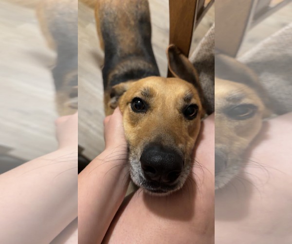 Medium Photo #3 German Shepherd Dog-Unknown Mix Puppy For Sale in Jacksonville, NC, USA