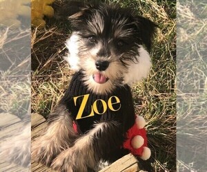 Schnauzer (Miniature) Puppy for Sale in ROLLA, Missouri USA