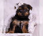 Small Photo #51 Yorkshire Terrier Puppy For Sale in WARSAW, IN, USA