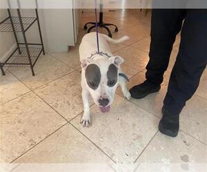 Mutt Dogs for adoption in Houston, TX, USA