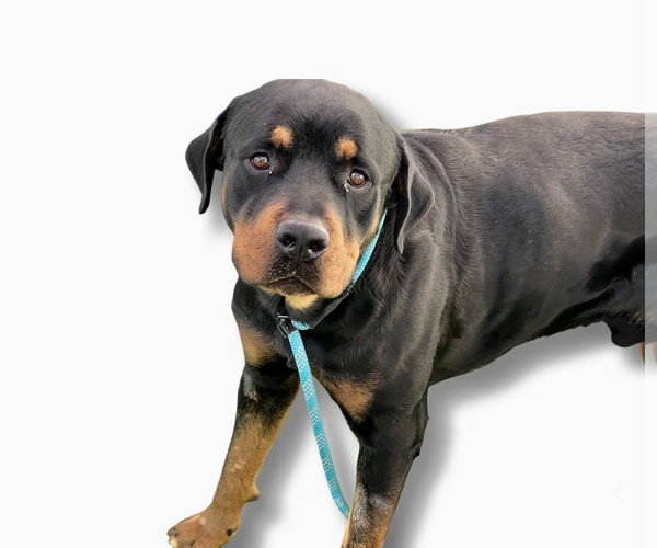 Medium Photo #3 Rottweiler Puppy For Sale in Gilbert, AZ, USA