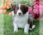 Small Border Collie