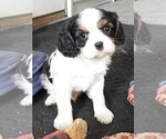 Small Photo #3 Cavalier King Charles Spaniel Puppy For Sale in CARLISLE, KY, USA