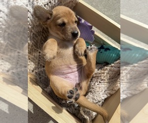 Beagle-Shiba Inu Mix Puppy for sale in TWO RIVERS, WI, USA