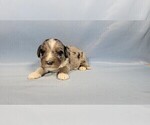 Small #3 Bernedoodle (Miniature)