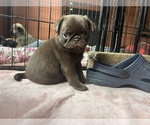 Small Photo #80 Pug Puppy For Sale in BLOOMINGTON, IL, USA