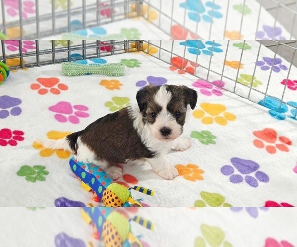 Medium Photo #8 Havashire Puppy For Sale in ORO VALLEY, AZ, USA
