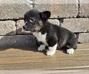 American Corgi Puppy for sale in CARLYLE, IL, USA