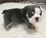 Puppy Puppy 8 Dozer English Bulldog