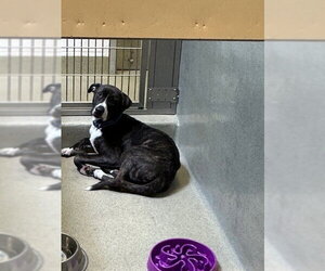 Boxer-Unknown Mix Dogs for adoption in Rancho Cucamonga, CA, USA