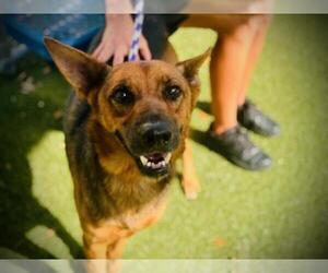 German Shepherd Dog-Unknown Mix Dogs for adoption in Orlando, FL, USA