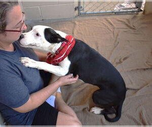 Labrador Retriever-Unknown Mix Dogs for adoption in McKinney, TX, USA