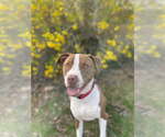 Small #6 American Pit Bull Terrier-Pointer Mix