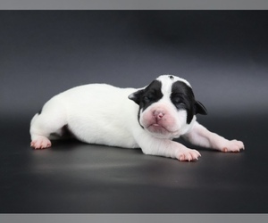 American Bully Puppy for sale in CHAMPAIGN, IL, USA