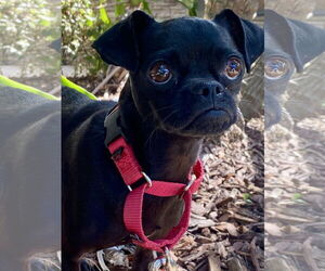 Chug Dogs for adoption in San Diego, CA, USA