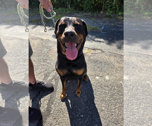 Medium Photo #2 Rottweiler Puppy For Sale in Hillsboro, NH, USA