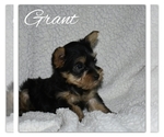 Small Photo #2 Yorkshire Terrier Puppy For Sale in SUGARCREEK, OH, USA
