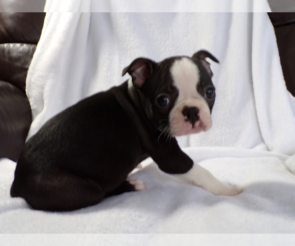 Medium Photo #5 Boston Terrier Puppy For Sale in MONROE, NH, USA