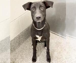 WEDNESDAY - Female Labrador Retriever Dog for Adoption - Photo #3