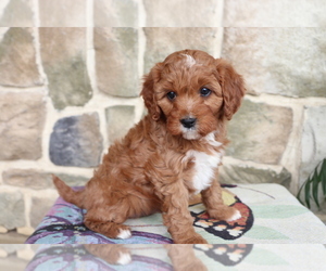Cavapoo Puppy for sale in SHILOH, OH, USA