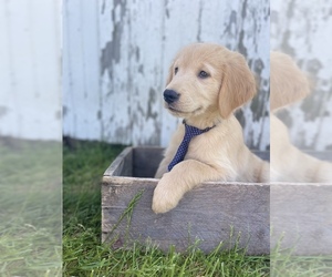 Golden Retriever Puppy for Sale in CENTRALIA, Illinois USA