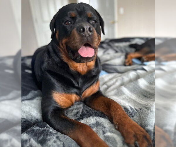 Medium Photo #1 Rottweiler-Unknown Mix Puppy For Sale in Anchorage, AK, USA