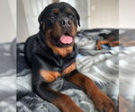 Small Rottweiler Mix