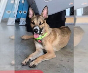 Xander - Male German Shepherd Dog-Unknown Mix Dog for Adoption - Photo #4