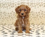 Small #2 Cavapoo