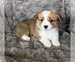 Puppy Daisy Pembroke Welsh Corgi
