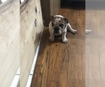 Small Photo #4 English Bulldog Puppy For Sale in EAST HAVEN, CT, USA