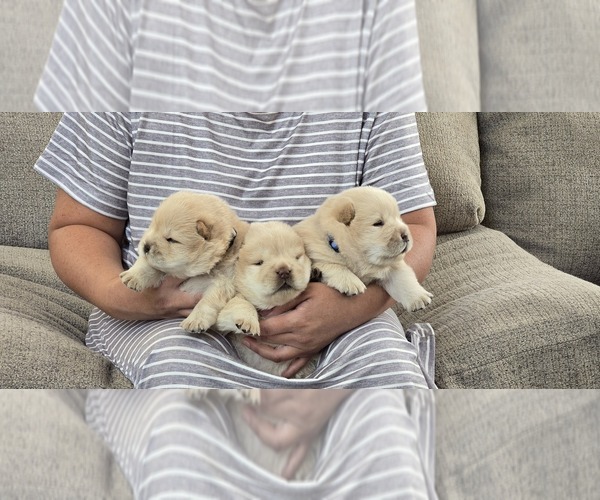 Medium Photo #8 Chow Chow Puppy For Sale in MERCED, CA, USA