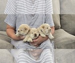 Litter of 5 - Male Chow ChowLitter of Puppies for Sale - Photo #8