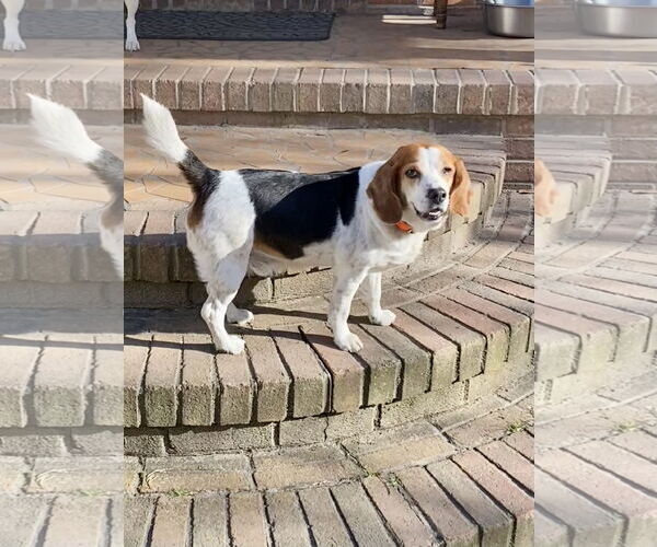 Medium Photo #2 Beagle Puppy For Sale in Chesapeake, VA, USA
