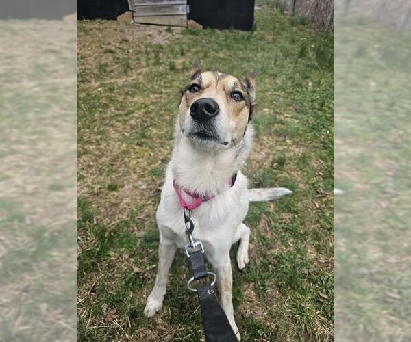 Medium Photo #1 Mutt Puppy For Sale in Center Township, PA, USA