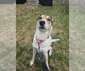 Mutt Dogs for adoption in Center Township, PA, USA